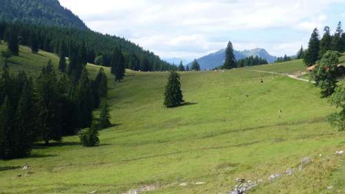 Bavaria Allgäu Bear Moss Alpe Cows Reported