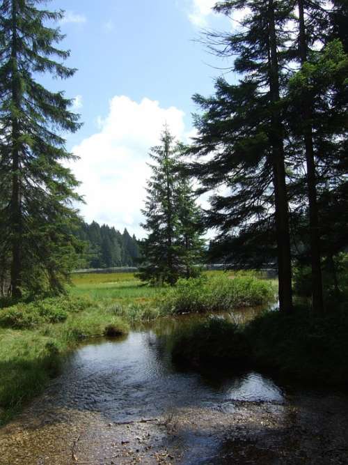 Bavarian Forest Trees Nature Hiking Landscape