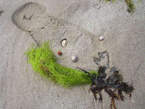 Beach Seaweed Still Life Footprint Mussels Sand