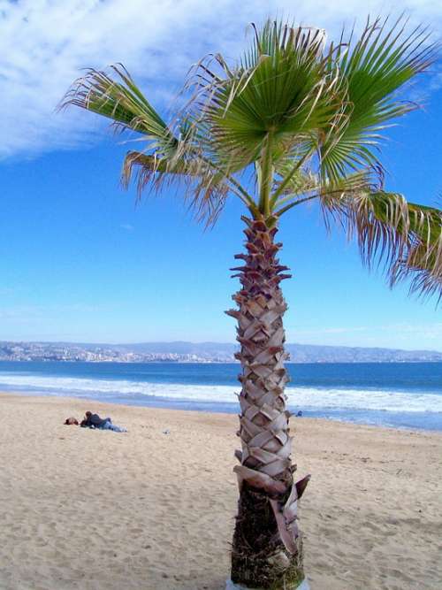 Beach Palm Sand Sea Palm Tree Viña Del Mar