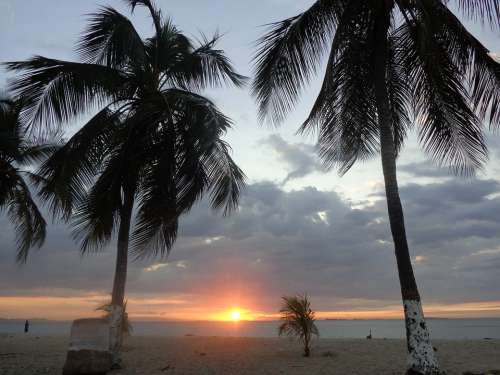 Beach Palms Sunset Sun