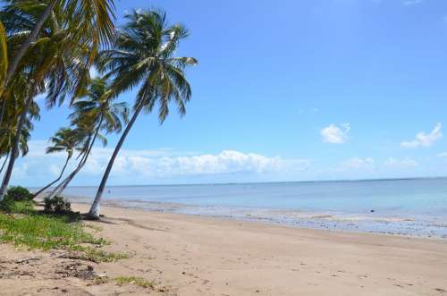 Beach Palm Tree Sea
