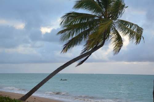 Beach Blue Water Palm Tree