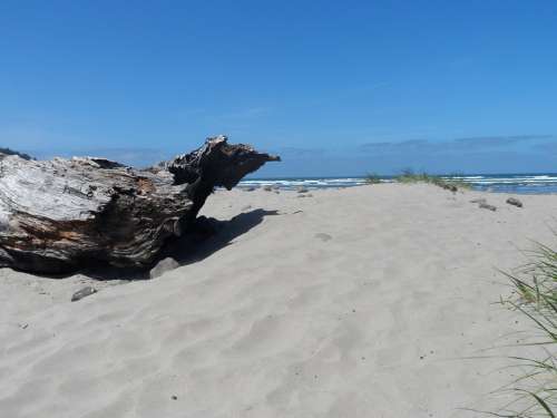 Beach Driftwood Ocean View Sand Log Shore Scenery