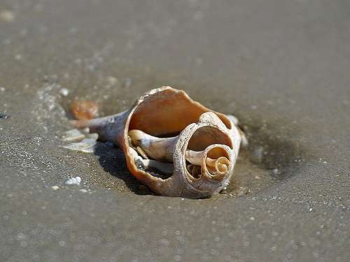 Beach Oceans Sand Shells Beaches Landscapes