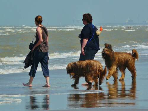 Beach Walk On The Beach Sea Wave Dogs Human