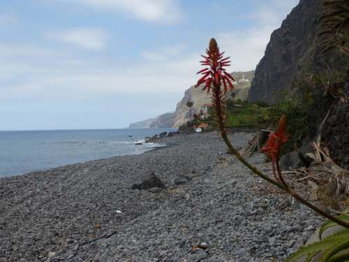 Beach Atlantic Flowers Madeira Rock Coast Line