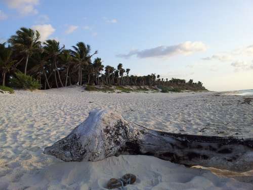 Beach Tulum Palms Sand Sky Dawn Calm Solo