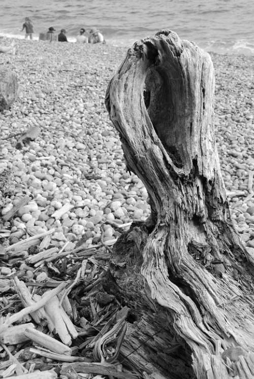 Beach Ocean Wood Trunk Pebbles Black White