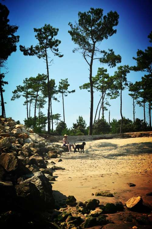 Beach Oléron Nature Tree Sand Leaves Landscape