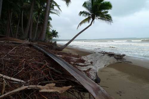 Beach Tropics Erosion Palm Palawan Philippines