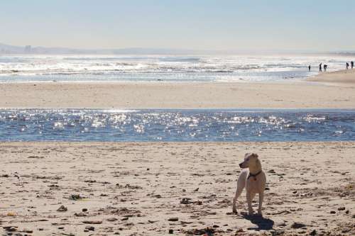 Beach Sea Surf Dog Wave Water Sand Mirroring