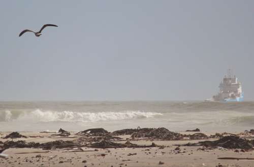 Beach Gull Flying Sea Hazy Sand Beach