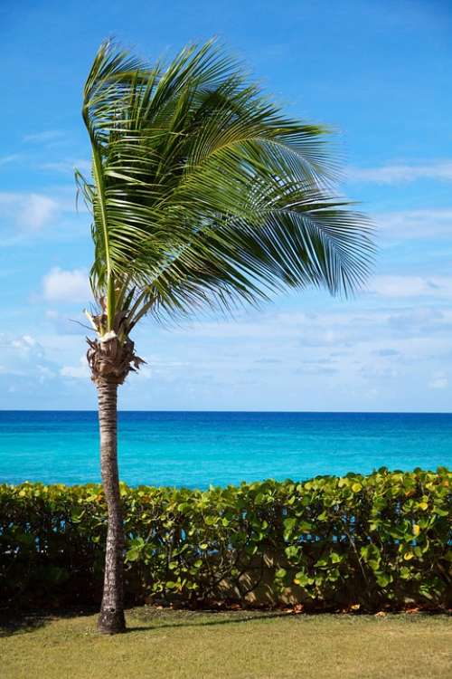 Beach Beautiful Blue Coast Landscape Ocean Palm