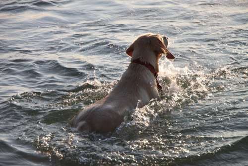 Beach Dog Funny Mamaia Playing Romania Sea Water