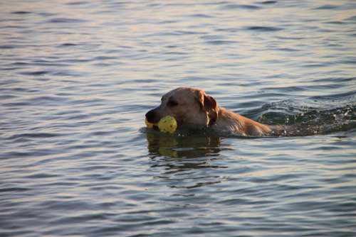 Beach Dog Funny Mamaia Playing Romania Sea Water