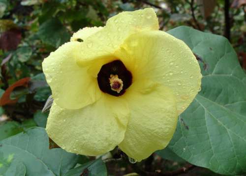 Beach Hibiscus Flower Yellow Tree