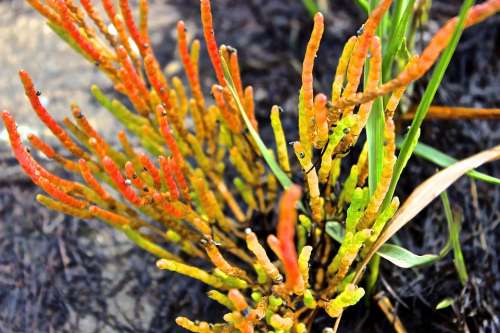 Beach Plant Aquatic Plant Plant Colorful