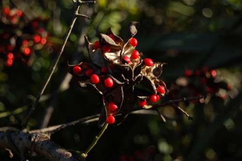 Beads Red Black Seeds Abrus Precatorius Weed