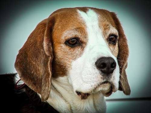 Beagle Dog Animals Portrait Head Pet