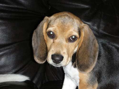 Beagle Dog Pet Puppy Canine Purebred Cute