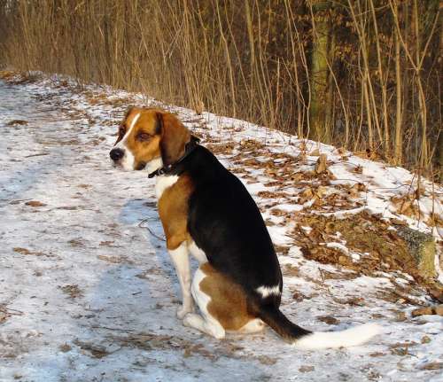 Beagle Dog Canine Pet Winter Snow Nature Outside