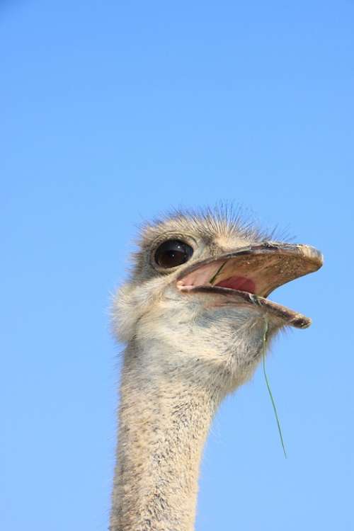 Beak Close-Up Eyes Head Ostrich Warming Birds
