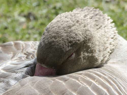 Bean Goose Sleeping Feathered Animal Water Bird