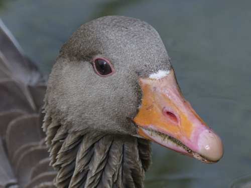Bean Goose Feathered Animal Water Bird Bird Nature