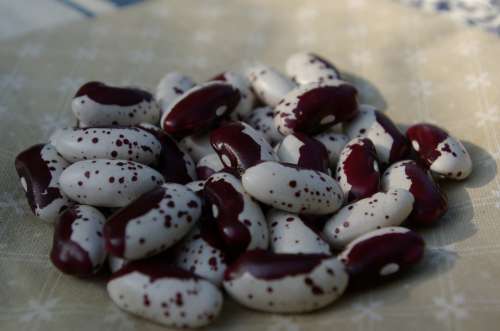 Beans Cores Harvest Red White Vegetables