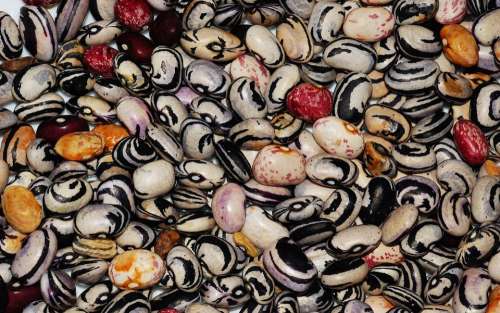 Beans Vegetables Legumes Seed Close Up Macro
