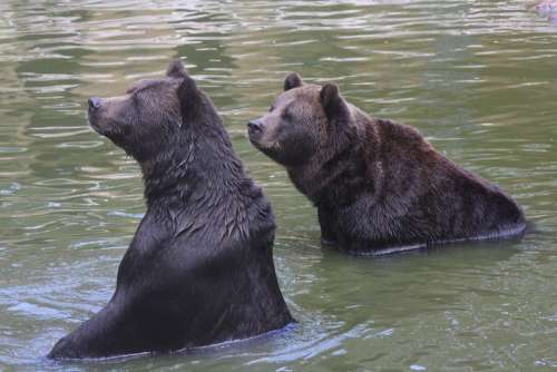 Bear Swim Fun Zoo Animals Curious Look Two Pair