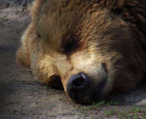 Bear Sleep Rest Zoo