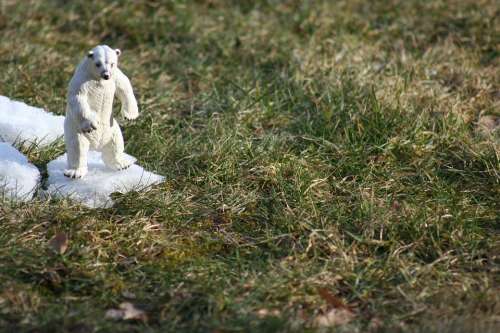 Bear Snow Animal Predator Climate Change Figure