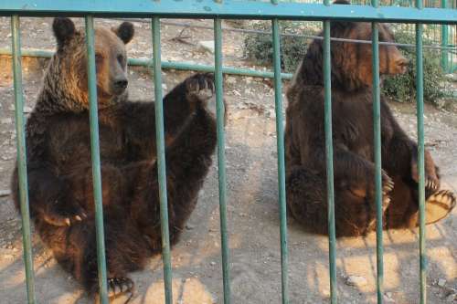 Bear Bears Zoo Safari Park Gelendzhik Animals