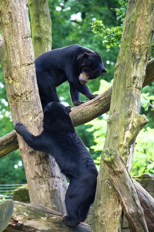 Bear Zoo Animal World Tree Climb