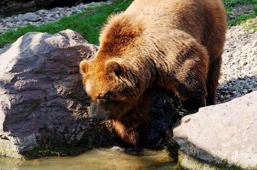 Bear Brown Kamchatka Bear Water Rock Enclosure
