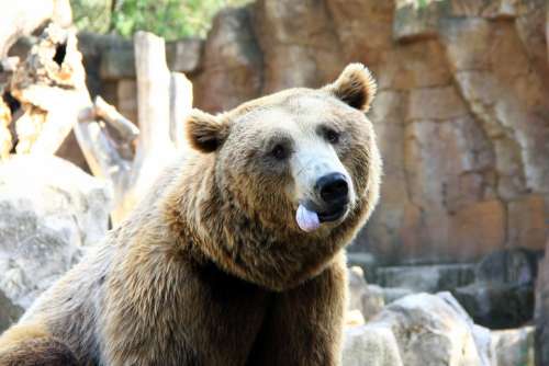 Bear Language Animal Funny Captivity
