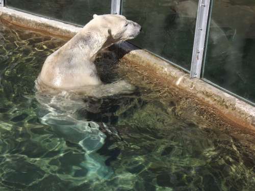 Bear Polar Bear Fur Furry Water Wet Nature