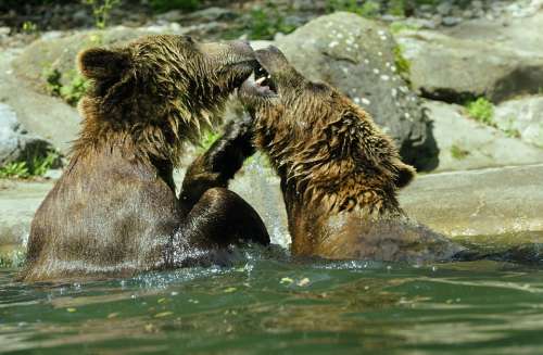 Bear Brown Bear Ursus Arctos Water Zoo Splashing