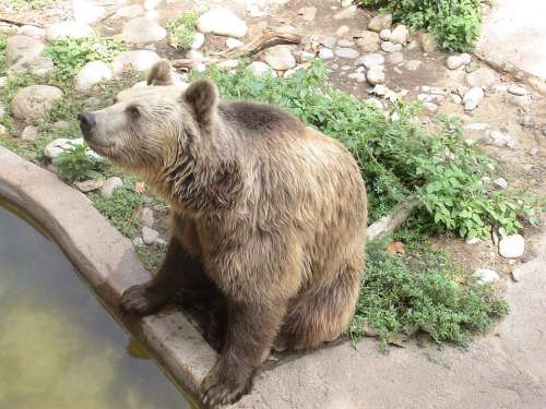 Bear Brown Bear Zoo Animal Animals