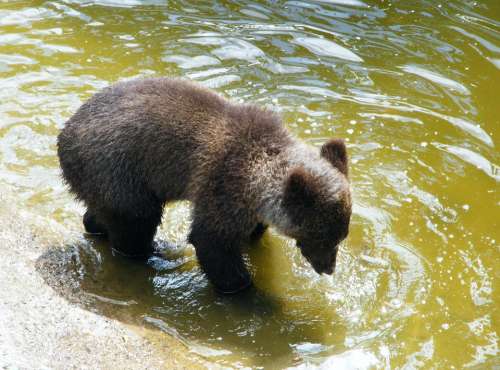 Bear Brown Bear Young Mammal Animal Water Playing