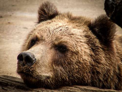 Bear Brown Bear Snout Animal Teddy Wild Animal