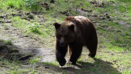 Bear Mammals Teddy Forest Forests Brown Bear