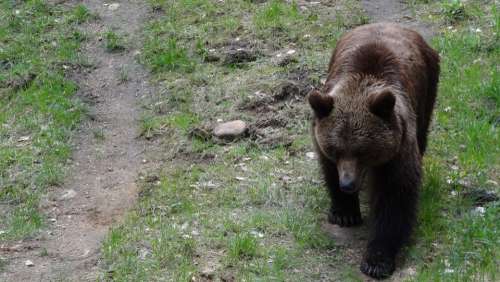 Bear Mammals Teddy Forest Forests Brown Bear
