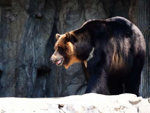 Bear Zoo Asiatic Black Bear