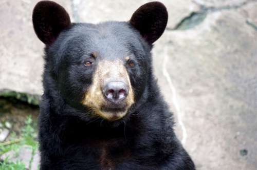 Bear Baribal Kaliningrad Zoo