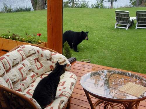 Bear Cub Animal Cat Terrace Garden Scary