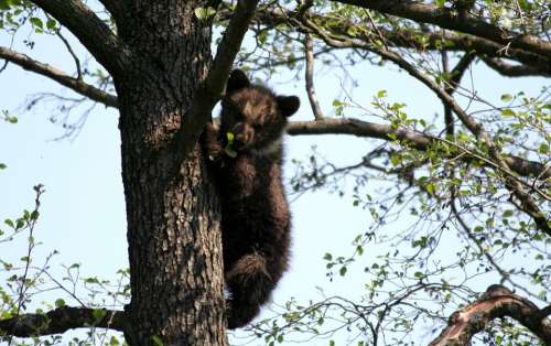 Bear Tree Zoo Brown Bear Animal Cozy Climb