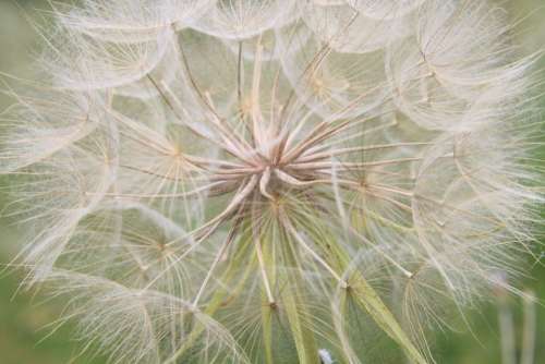 Beard Dandelion Giant Goat Pratensis Seeds